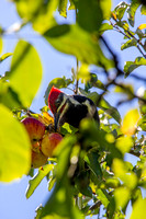 Woodpecker-Pileated