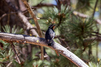 Woodpecker-Williamson Sapsucker