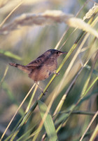 Marsh Wren