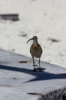 IMG_0388