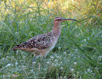 Bristle-sided Curlew
