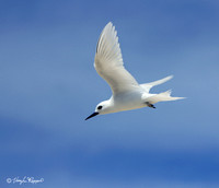 Fairy Tern