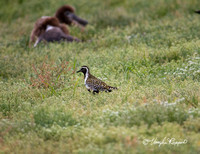 Golden Plovers