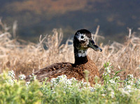 Laysan Duck