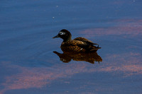 IMG_0301_1