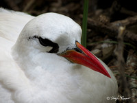 Red-tailed Tropicbirds