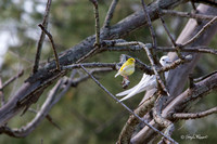 IMG_0113_1