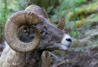 Big Horn Sheep