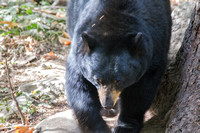 Bear Black