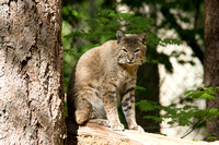 Bobcat