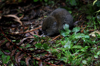 Brown Vole?