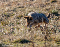 Coyotes