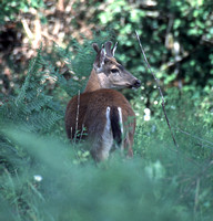 Deer Black-tailed