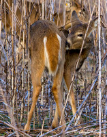 Deer White-tailed