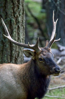 Elk