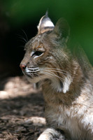 Lynx-Canadian (zoo)