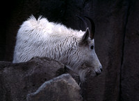 Mt.Goat