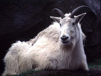 Mt. Goat (zoo)