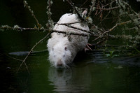 Nutria