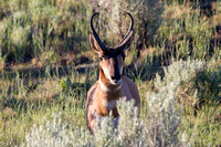 Prong-horned Antelope