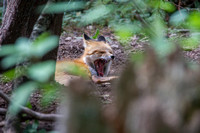 Red Fox (NW Trek)