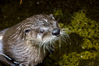 River Otter