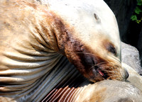 Seals-Sea Lions