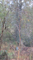Spiders/Webs