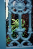 New Orleans Iron Gates & Secret Gardens