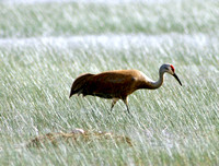 Sandhill Cranes