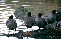 Coots in a Row