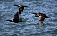 Cormorants flight