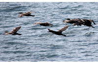 Cormorants flying