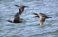 Cormorants flight copy