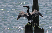 Cormorants