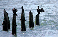 Cormorants-pilings