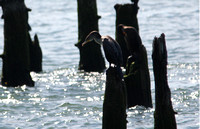 Cormorants-pilings2